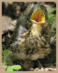 photo "I'm hungry"