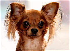 photo "Oh! That eyes!"