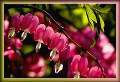 photo "Flowers of speech"