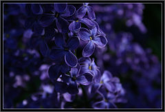 photo "***"