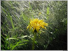 photo "Summer raiN"