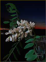 photo "Night fragrance"