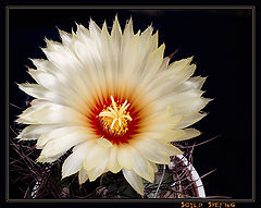 фото "Cactus KING"