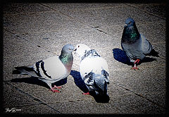 photo "Los celos ( Jealousy)"
