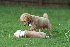 photo "Stay!"