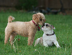 photo "New friends"