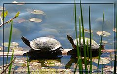 photo "Turtles"