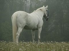 photo "'Equus Caballus - Part II'"