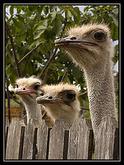 photo "Three Gossips at the Fence"