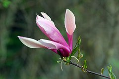 photo "Magnolia"
