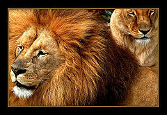фото "Animals"