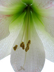 photo "Soul of flower"