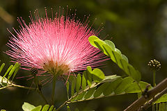 photo "25725 Calliandra"