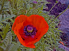photo "Red Poppy"