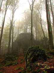фото "Forest"
