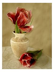 photo "***"