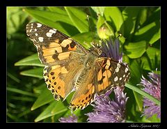 photo "The butterfly"