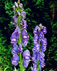 photo "" Aconitum Napellus ""
