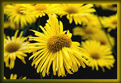 photo "Janus"