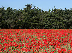 photo "Flag scape"