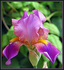 photo "Elegant"