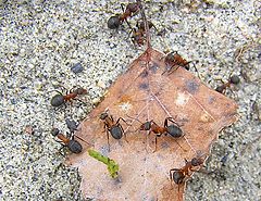 photo "Ants"