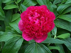 photo "Paeony " Rubra Plena ""