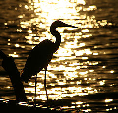 photo "Egret contre jour"