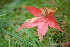 photo "Autumn..."