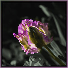 фото "A Tulip"