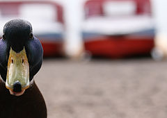 фото "Not a wild duck"