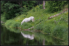photo "White Horse"