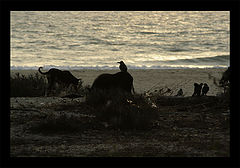 photo "***"