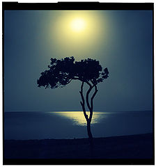 photo "Night"