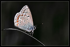 фото "Night Butterfly"