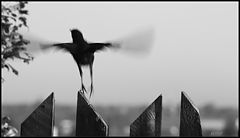 photo "***"