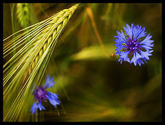 фото "... on the field ..."