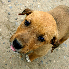 photo "Friend"