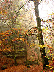 фото "colors"