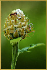 photo "***"