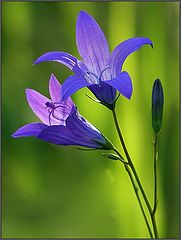 photo "Blue handbell"