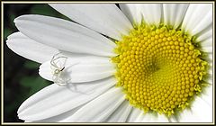 photo "Паучёк."