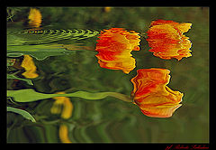 photo "flowers in the water"