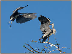 photo "Dear, I am back!"