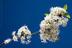 photo "Сherry Blossom"
