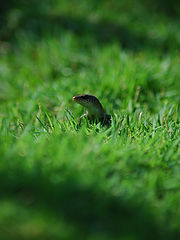 фото "lizard on grass"