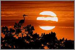 photo "At sunset."