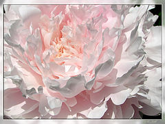 photo "***"