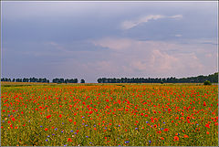 photo "Poppies"