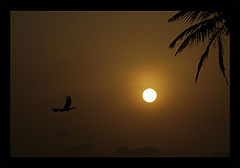 photo "***"